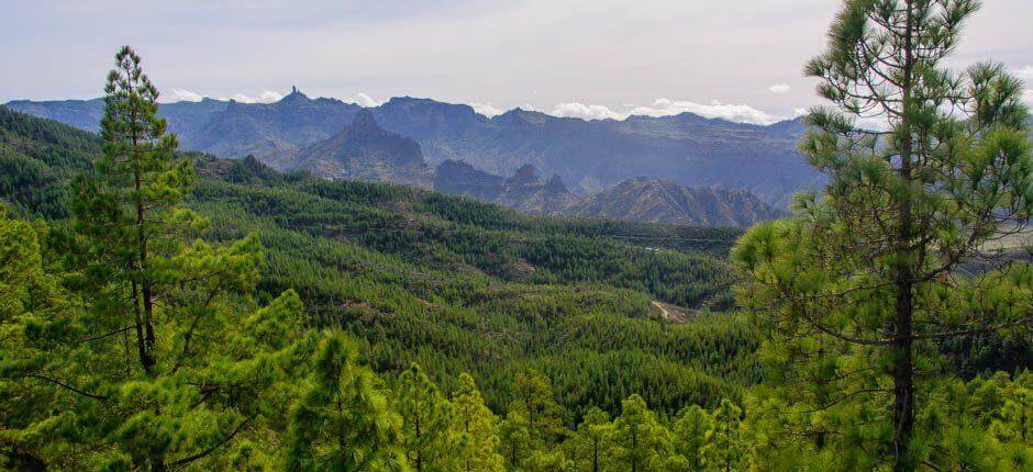 Parque Natural de Tamadaba, en Gran Canaria