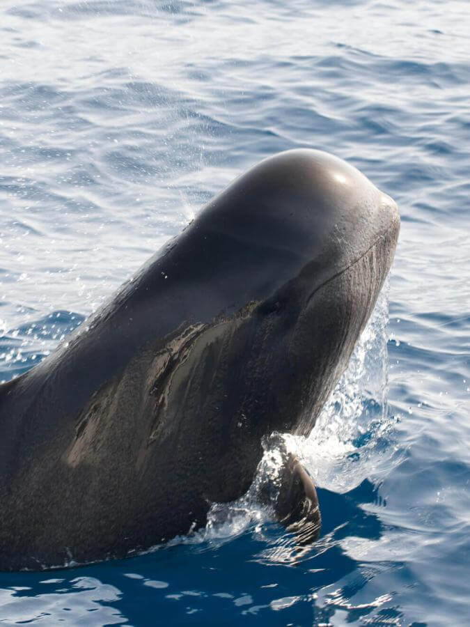 Calderón gris (tropisk hval med store finner) bryder havoverfladen, med en del af kroppen over vandet.