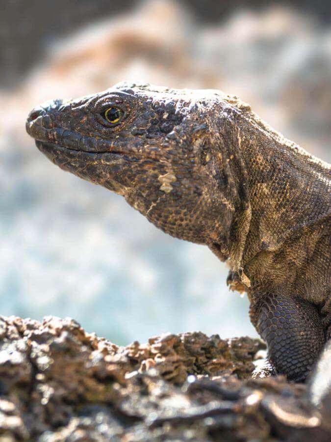 Lagarto gigante (endemisk fredet firben) på El Hierro på vulkansk klippe, oplyst af solen og sløret baggrund.