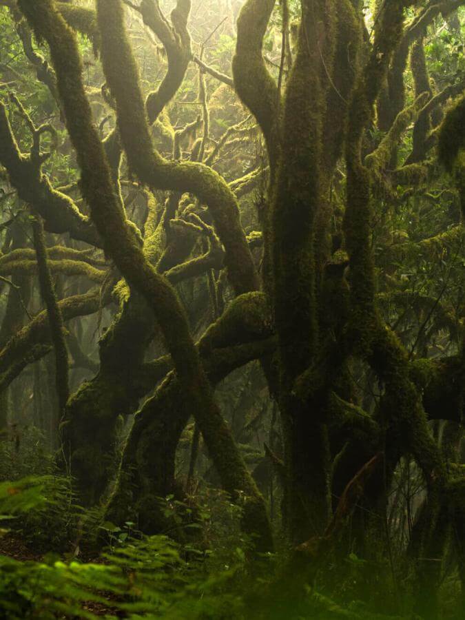 Laurbærskov i Garajonay, med stammer dækket af mos og fugtige omgivelser indhyllet i dis.