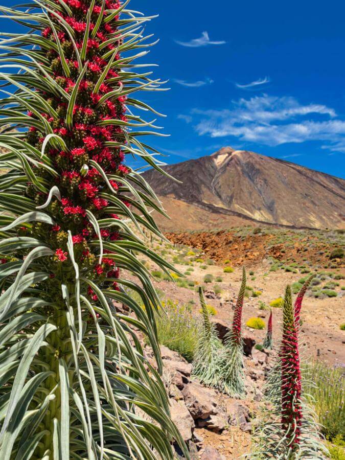 Tajinaste rojo (endemisk busk på el Teide), med vulkansk landskab og tinden i baggrunden under en blå himmel.